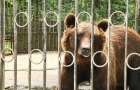 У Хмельницькій міськраді мають намір передати бурого ведмедя Балу до Національного природного парку “Синевир”