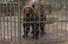 У Хмельницькому за фактом жорстокого поводження з ведмедем поліція відкрила кримінальне провадження