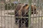 У Хмельницькому на доручення міністра Міндовкілля перевірять умови проживання бурого ведмедя в місцевому зоокутку