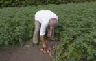Фермер з Хмельниччини двічі на рік збирає урожай картоплі: як садить, та які сорти вирощує