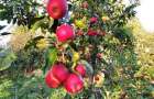 Як зберегти зібрані яблука якнайдовше – поради садівника з Хмельницького