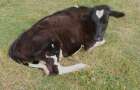 На Хмельниччині судитимуть 63-річного чоловіка, який вкрав сусідську корову та здав її заготовачеві
