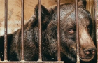 Хмельницька міськрада дозволила передати ведмедя Балу до Національного парку, зоологи вирішать коли саме