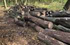 На території однієї з громад Хмельниччини виявили незаконну рубку дерев на суму понад півмільйона гривень
