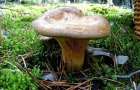 На Хмельниччині подружжя шанувальників «тихого» полювання отруїлося дикорослими грибами