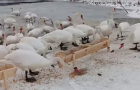 У громаді на Хмельниччині знайшли прихисток на зиму сотні лебедів