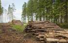 На Хмельниччині судитимуть майстра лісу, який незаконно вирубав деревини на суму понад 2 мільйони гривень