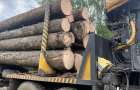На Хмельниччині запровадили додаткові засоби контролю за незаконними рубками та сірим ринком деревини