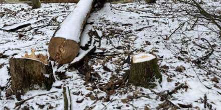 Рубка дерев на худобомогильнику поблизу Хмельницького: мешканці трьох мікрорайонів звернулись до Генерального прокурора