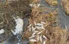 У громаді на Хмельниччині екологи зафіксували факт замору риби