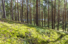 На Хмельниччині неправомірно вилучили з лісового фонду землю вартістю у 9 млрд грн