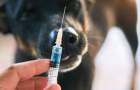 На Хмельниччині хворий на сказ собака помер, дитина, яку він покусав, проходить курс профілактичного лікування