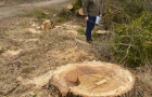 На Хмельниччині виявили незаконну рубку дерев вздовж автодороги на суму понад півмільйона гривень