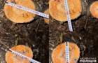 На Хмельниччині чоловік знищив три десятки дерев в лісозахисній смузі, щоб зробити заїзд на свою земельну ділянку