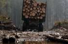 На Хмельниччині судитимуть директора лісгоспу за незаконну вирубку лісу зі збитками понад 2 млн грн