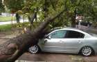 У Хмельницькому комунальники мають відшкодувати майже 80 000 грн збитків власнику автомобіля, на яке впало дерево