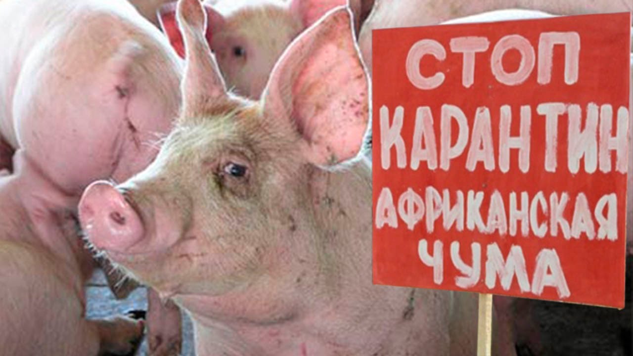 Результат пошуку зображень за запитом "африканська чума свиней"