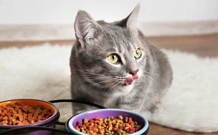 Як правильно розрахувати денну норму сухого корму для кішки
