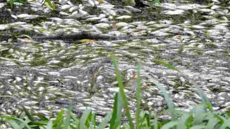 Масовий мор риби у Хмельницькому: виробник мийних засобів має свою версію забруднення річки