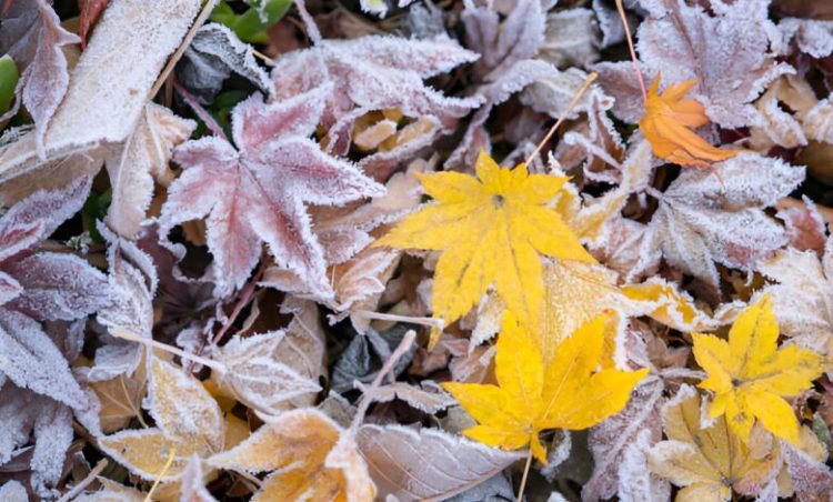 Синоптики прогнозують перші морози на Хмельниччині