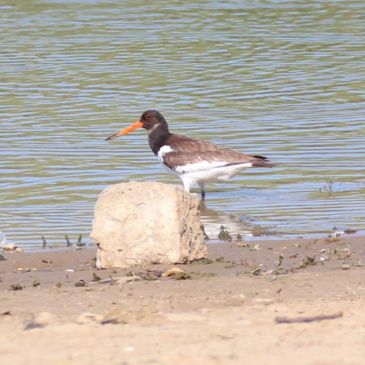 Чорний лелека, змієїд та орел-карлик: на Хмельниччині зафіксували 16 видів червонокнижних птахів