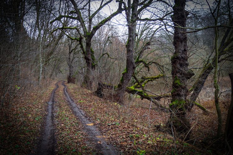 Що приховує давнє городище на Хмельниччині, де нещодавно знайшли унікальний артефакт