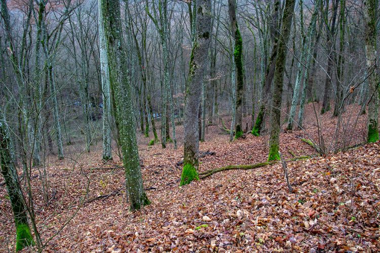 Що приховує давнє городище на Хмельниччині, де нещодавно знайшли унікальний артефакт