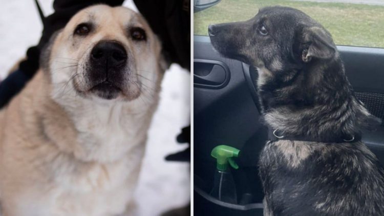 Серце не витримало: у хмельницькому притулку для тварин після російських обстрілів померла собака