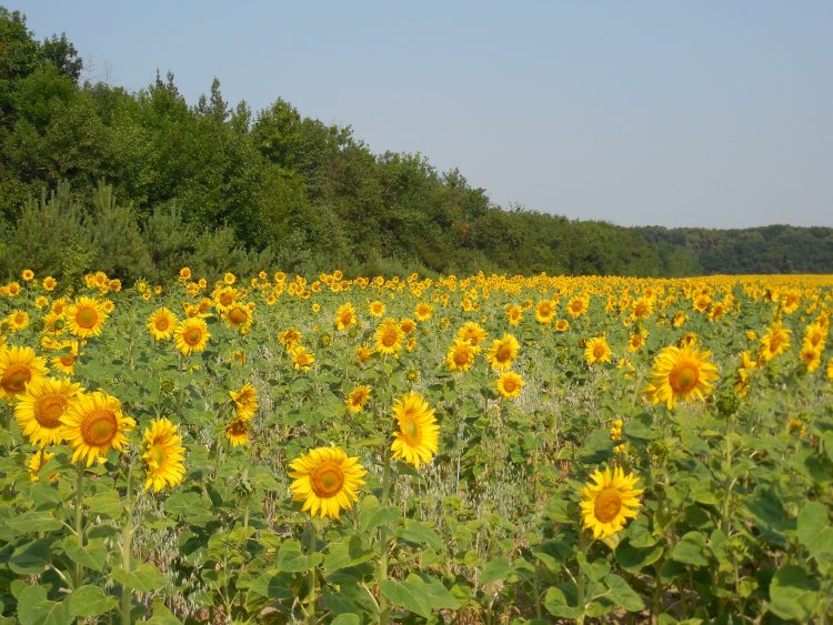 На Хмельниччині землі колонії засіяли соняшником: фермер ділився заробітком з посадовцем колонії