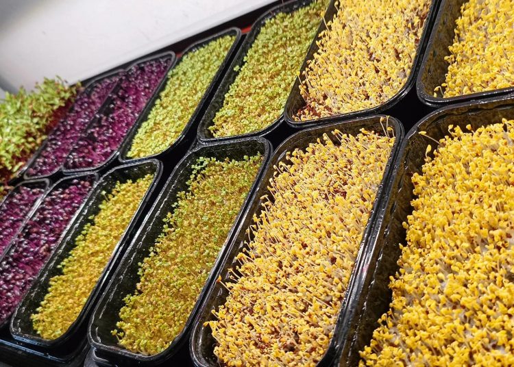 Після фронту — мікроферма: ветеран з Хмельниччини вирощує мікрозелень і їстівні квіти