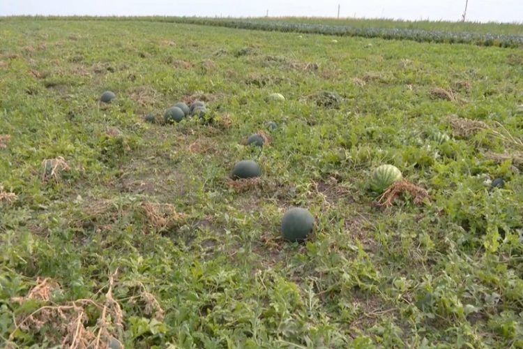 Як отримати солодкі кавуни на Хмельниччині: фермер поділився секретами гарного врожаю