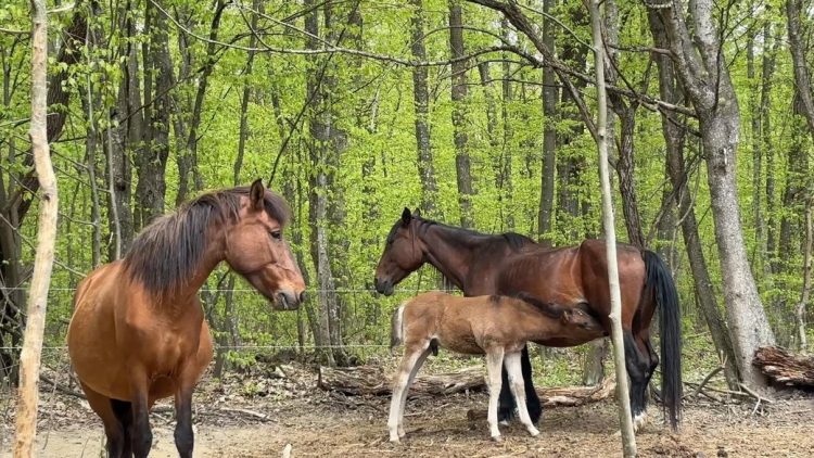 У селі на Хмельниччині відроджують українську породу коней, яка існувала ще у часи Київської Русі