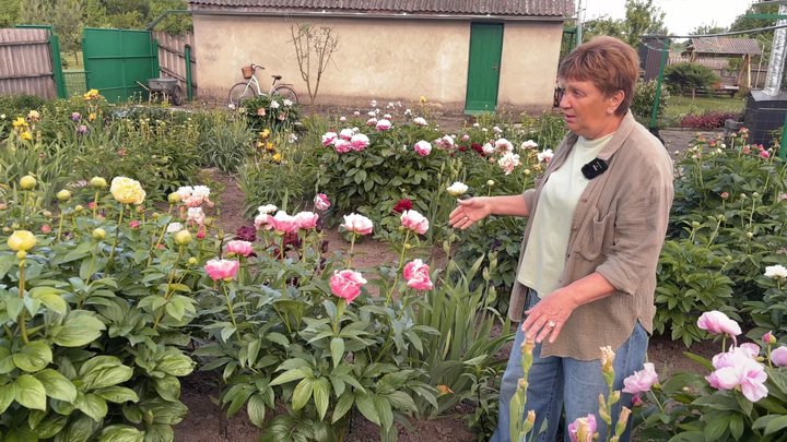 Вчителька початкових класів з Хмельниччини вирощує на своє подвір’ї майже 300 сортів півоній